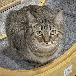 Tigs