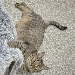 Tigs