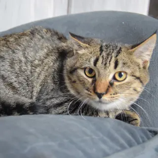 Tigs