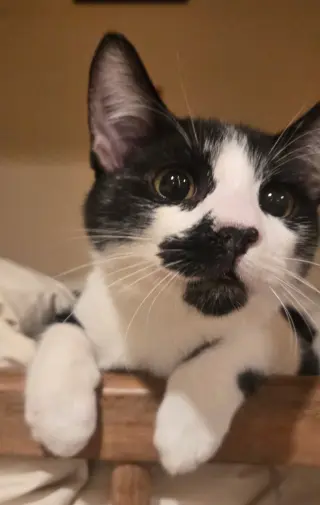 Pepper