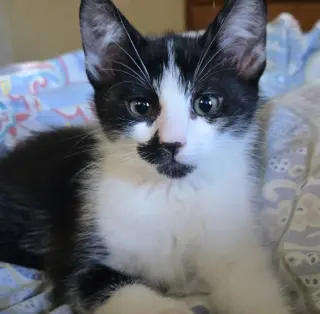 Pepper