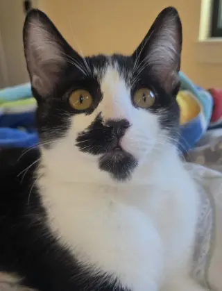 Pepper