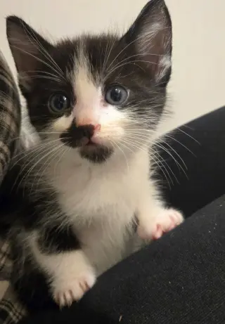 Pepper