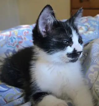 Pepper
