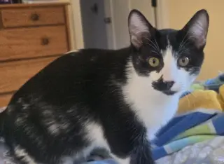 Pepper
