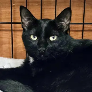 Vito