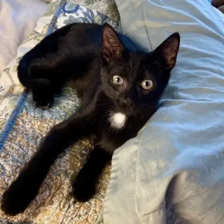 Vito