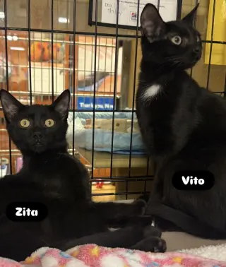 Vito