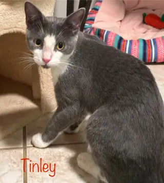 Tinley