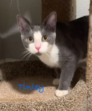 Tinley