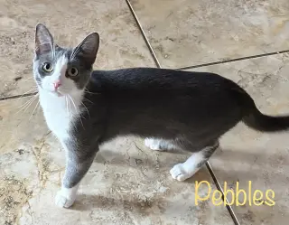 Pebbles