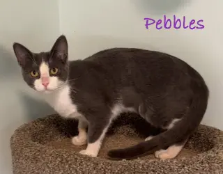 Pebbles