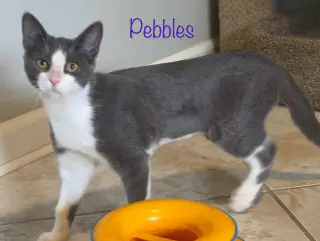 Pebbles