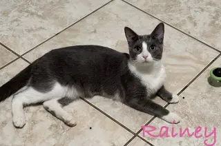 Rainey