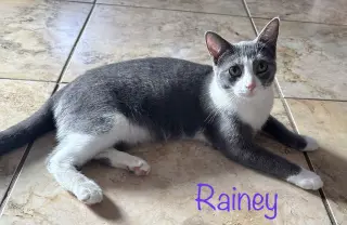 Rainey