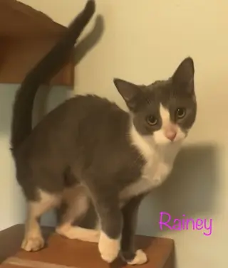 Rainey