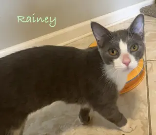 Rainey