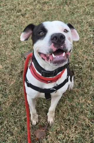 Auggie (Spot)