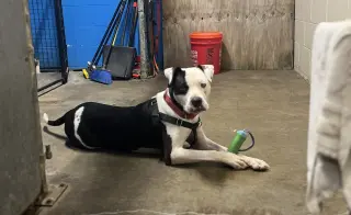 Auggie (Spot)