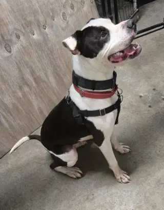 Auggie (Spot)