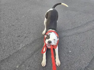 Auggie (Spot)