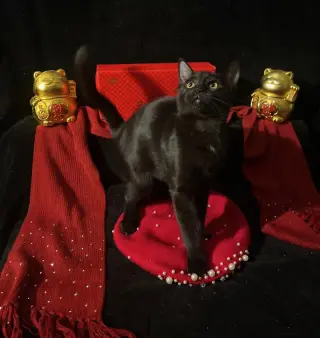 Twinkle Twinkle (& Little Star)