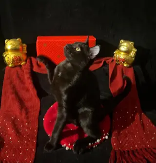 Twinkle Twinkle (& Little Star)