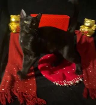 Twinkle Twinkle (& Little Star)