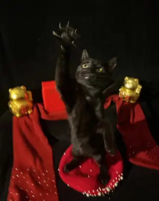 Twinkle Twinkle (& Little Star)