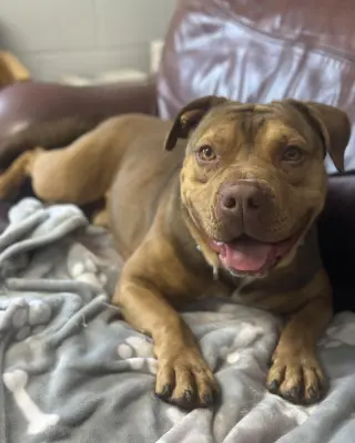 Igor
