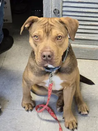 Igor