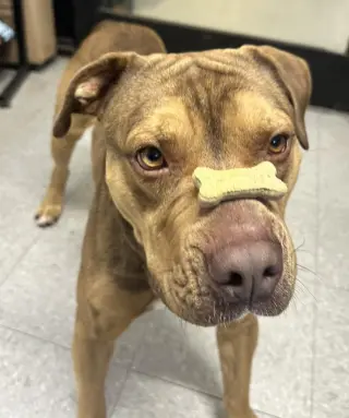 Igor