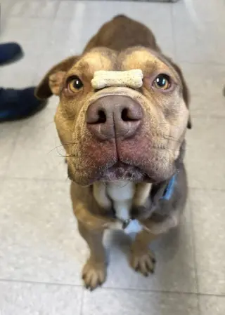 Igor