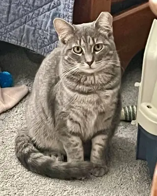 Astrid