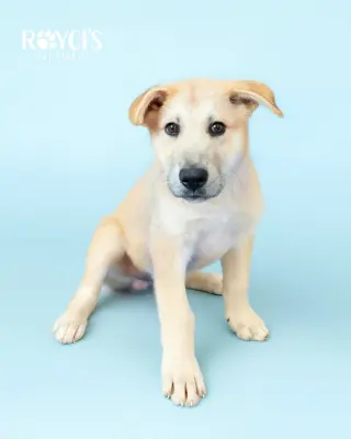 Bert