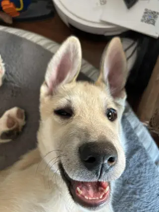 Bert