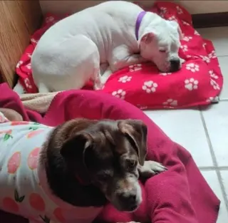 Lady aka Ladybug - BONDED WITH LEO!!
