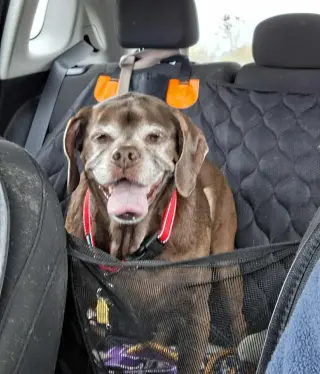 Lady aka Ladybug - BONDED WITH LEO!!
