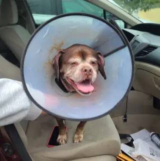 Lady aka Ladybug - BONDED WITH LEO!!