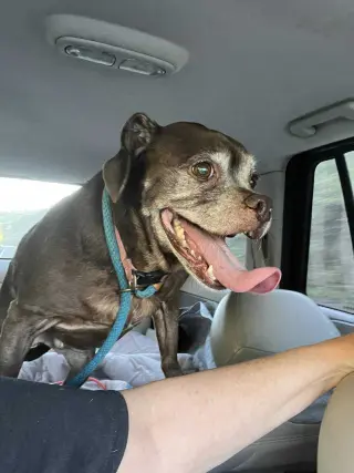Lady aka Ladybug - BONDED WITH LEO!!