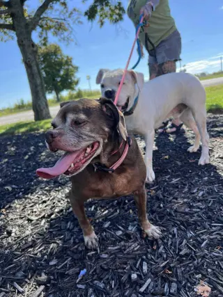 Lady aka Ladybug - BONDED WITH LEO!!