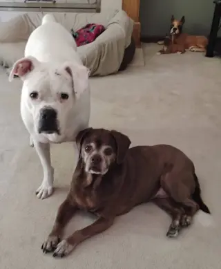 Lady aka Ladybug - BONDED WITH LEO!!
