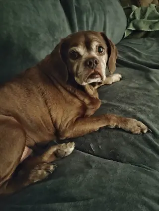 Lady aka Ladybug - BONDED WITH LEO!!