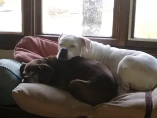 Lady aka Ladybug - BONDED WITH LEO!!