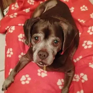 Lady aka Ladybug - BONDED WITH LEO!!