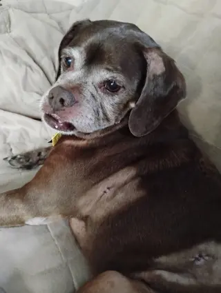 Lady aka Ladybug - BONDED WITH LEO!!