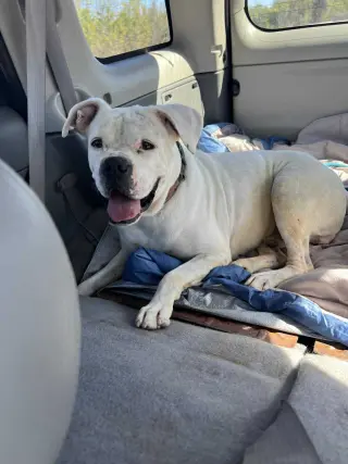 Leo - BONDED WITH LADY AKA LADYBUG