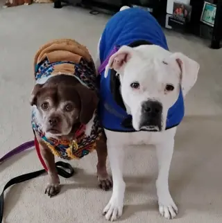 Leo - BONDED WITH LADY AKA LADYBUG