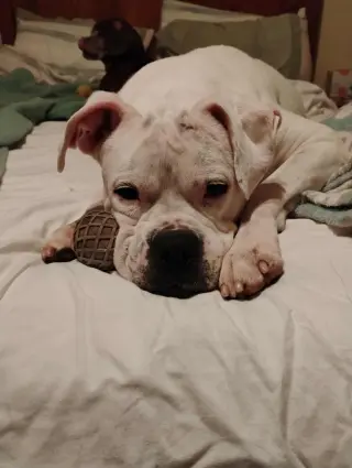Leo - BONDED WITH LADY AKA LADYBUG