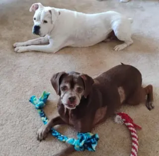 Leo - BONDED WITH LADY AKA LADYBUG